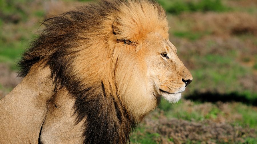 (FOTO) BUN VENIT! Grădina Zoologică din Chișinău are „locatari noi”. Au fost achiziționați 4 lei africani