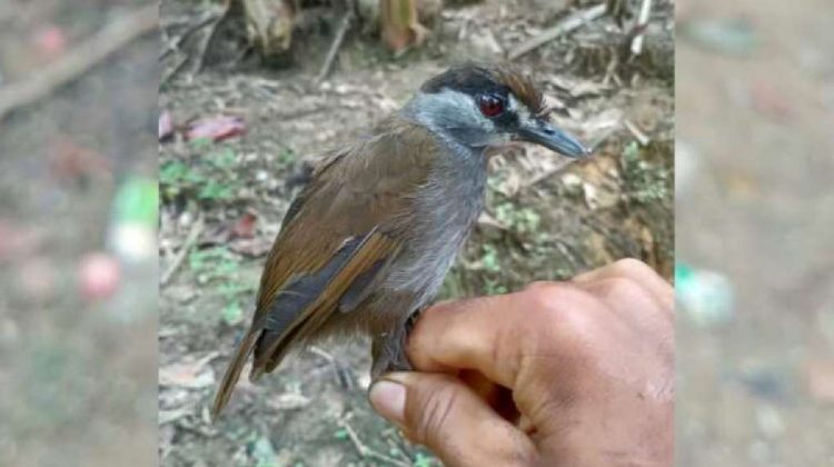 O pasăre care se credea a fi dispărută, identificată de către cercetători după 170 de ani