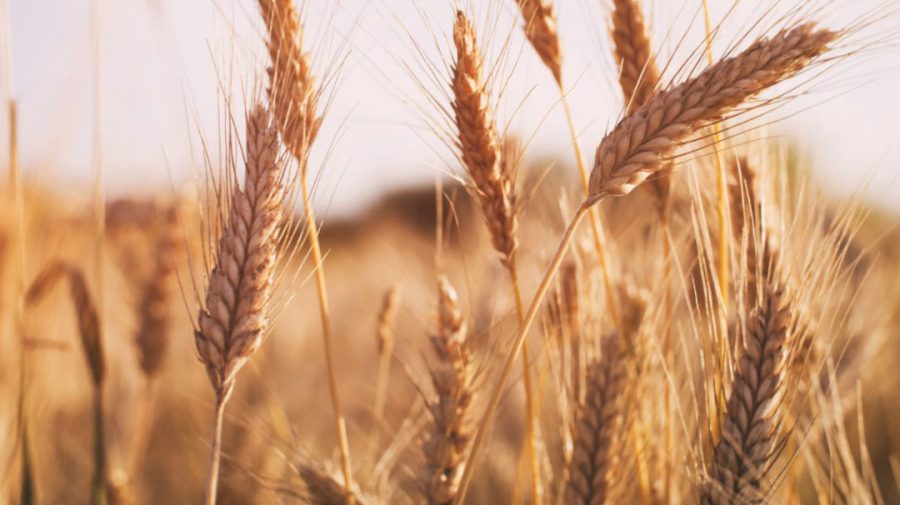 Preţurile la cereale sunt în creştere pe fondul îngrijorărilor cu privire la o scădere a producției