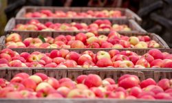 Va reuși Moldova să exporte stocurile rămase de mere de bună calitate până în iunie 2021?