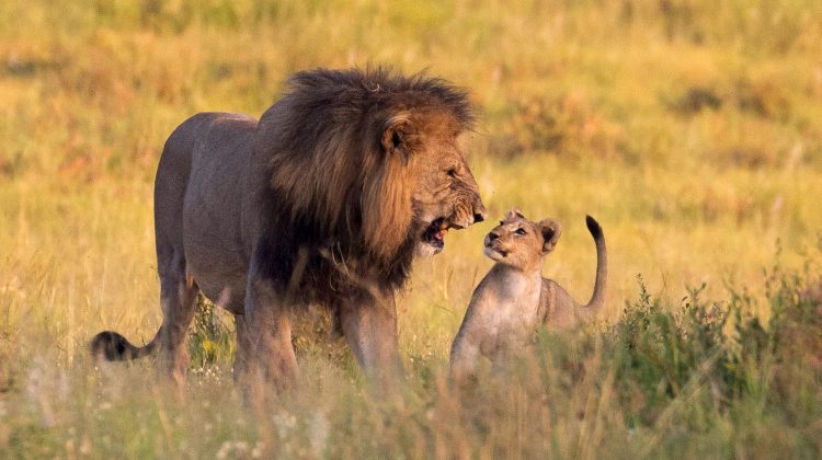 Africa de Sud anunță că va interzice creşterea leilor în captivitate în scopul vânătorii