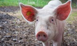 Moldova a interzis importul de porci și carne din România. Care este cauza