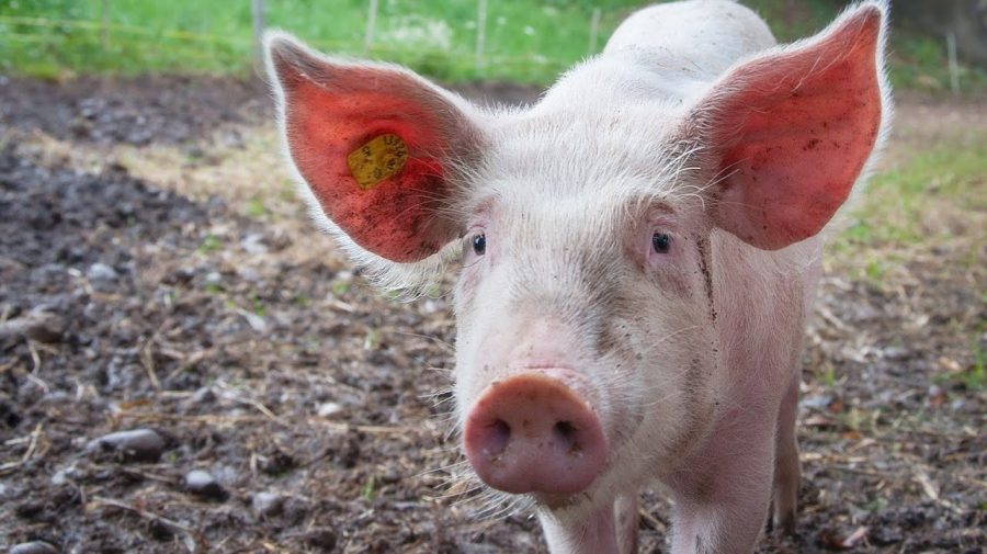 Moldova a interzis importul de porci și carne din România. Care este cauza