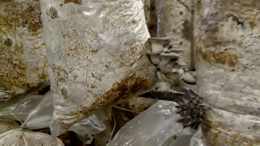 Cum să cultivi ciuperci într-o mină unde anterior se extrăgea calcar. Istoria antreprenorului de la Făurești (VIDEO)