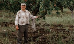 (FOTO) Un agricultor te invită să culegi cireșe direct din copac! La ieșire achiți proprietarului