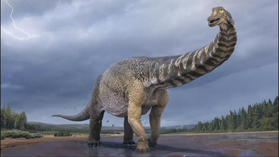 Australotitanul – cel mai mare dinozaur care a existat în Australia antică. Avea lungimea unui avion de pasageri