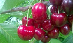 (FOTO) Hai la cireșe! Un fermier din satul Telița propune fructe GRATIS, puteți lua și acasă