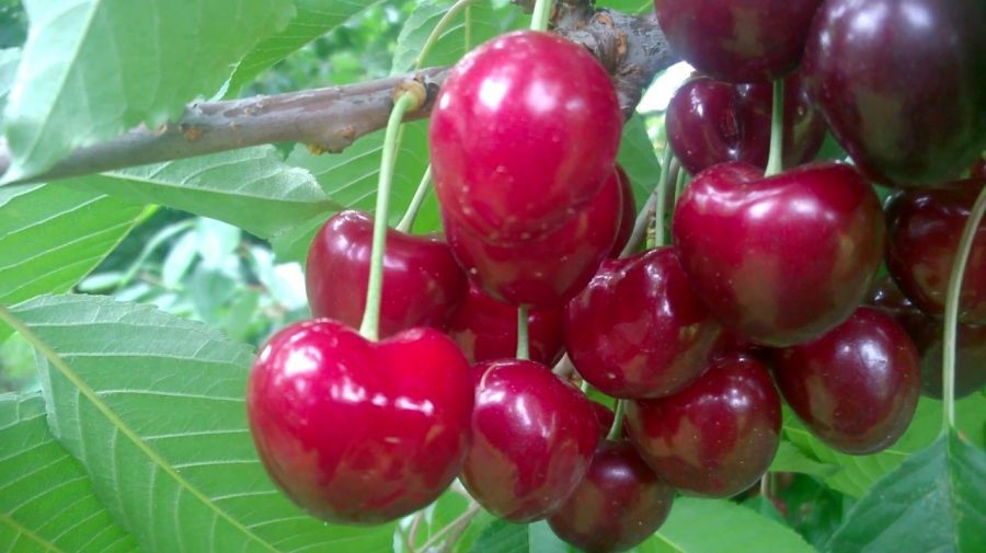 (FOTO) Hai la cireșe! Un fermier din satul Telița propune fructe GRATIS, puteți lua și acasă