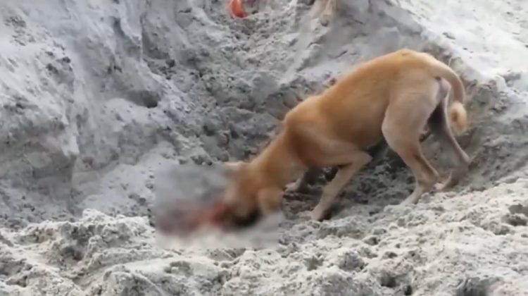 (VIDEO) Atenție! Scene MACABRE în India. Câinii vagabonzi mănâncă rămășițele morților de Covid-19
