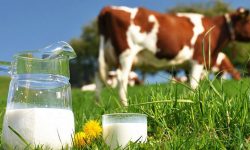 Premieră pentru Republica Moldova! Antreprenorii vor putea exporta produse lactate pe piața din UE