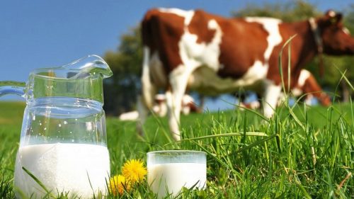 Control total asupra laptelui importat din Ucraina: fiecare lot va fi testat la sânge de ANSA