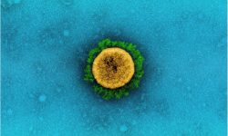 Tulpina Lambda. Ce se știe despre cea mai nouă variantă de coronavirus identificată de OMS