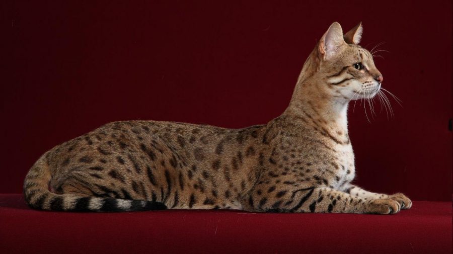 O pisică…cât o casă! Cea mai scumpă rasă de pisici din lume, un exemplar poate costa și 125.000 de dolari