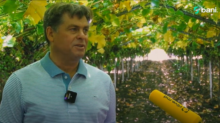 Moldoveanul care exportă struguri de masă în întreaga lume: Orice investiție este bună când se recuperează în 2-3 ani