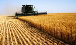 Agricultura – cel mai profitabil business din Ucraina în 2020. Opt din zece ferme au avut profit