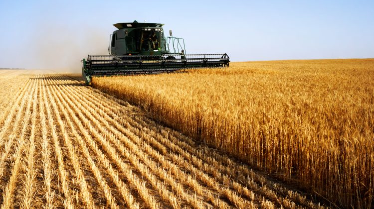 Agricultura – cel mai profitabil business din Ucraina în 2020. Opt din zece ferme au avut profit