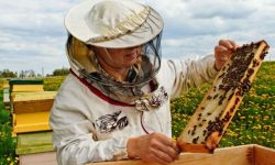 Sectorul apicol a înregistrat pierderi majore în anul 2020. Nemulțumirile reprezentanților din domeniu