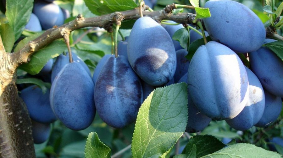Eastfruit: Prețurile pentru prunele de înaltă calitate continuă să crească, în Moldova, datorită exporturilor