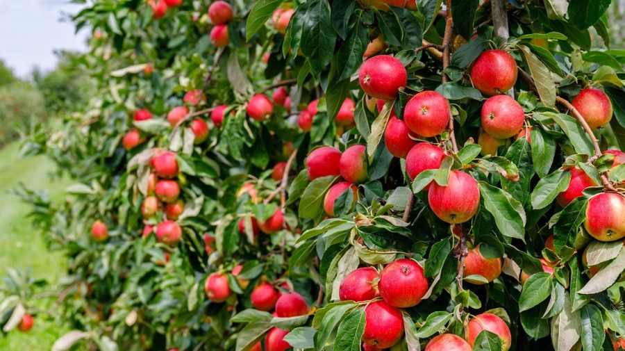 Prețurile pentru merele timpurii au început să crească în Moldova