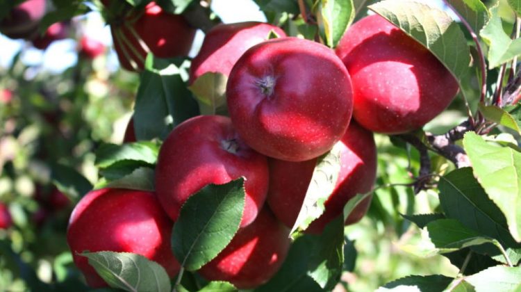 Moldova Fruct: În acest an, jumătate din recolta de mere va ajunge la procesare