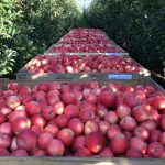 Exportatorii de fructe acuză blocaj la frontiera UE: Nu avem cote, pierdem zeci de mii de euro din cauza birocrației