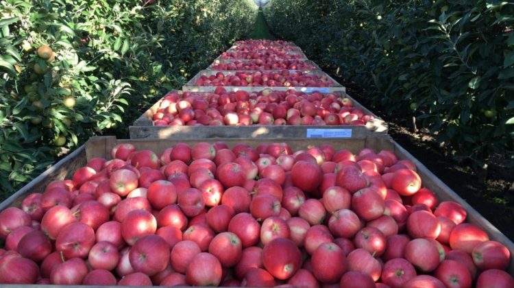 Prognosfruit 2021 a anunțat prognoza anuală pentru mere și pere în UE. Ce recoltă va avea Moldova?
