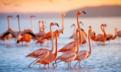 Nimeni nu se aștepta la așa ceva! Păsările flamingo cuibăresc în Dobrogea pentru prima dată: Au deja zece pui
