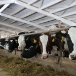 10 lei pentru un kilogram de carne de vită, 1 leu pentru porc: AIPA anunță subvenții pentru crescătorii de animale
