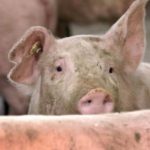 ANSA blochează despăgubirile în cazul porcilor sacrificați de la Roșcana? Certificatele emise au ajuns în instanță