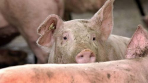 Republica Moldova îngroapă porci și speranțe. Guvernul a eșuat în prevenție – acuzații grave