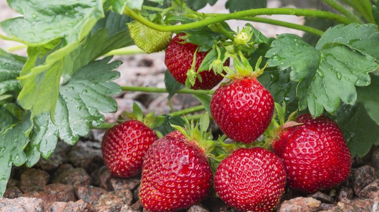 Va deveni oare soiul de căpșuni remontate o ramură a businessului agrar din Republica Moldova? Ce spun specialiștii