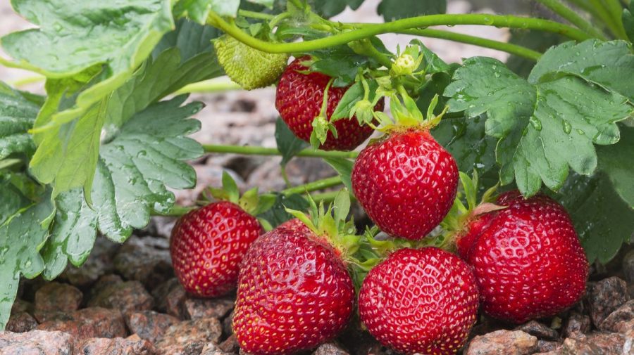 Va deveni oare soiul de căpșuni remontate o ramură a businessului agrar din Republica Moldova? Ce spun specialiștii
