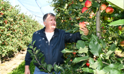 Vitalie Ababii, agricultor: Ce fel de afacere fără greutăţi. Cum e să ai o livadă superintensivă în Republica Moldova