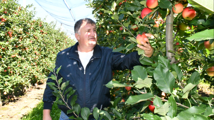 Vitalie Ababii, agricultor: Ce fel de afacere fără greutăţi. Cum e să ai o livadă superintensivă în Republica Moldova