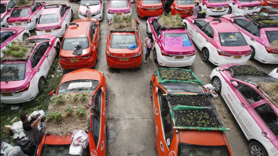 (FOTO) Taxiurile „lăsate în voia sorții” folosite ca parcele de legume. Castraveți și dovlecei pe acoperiș de mașini