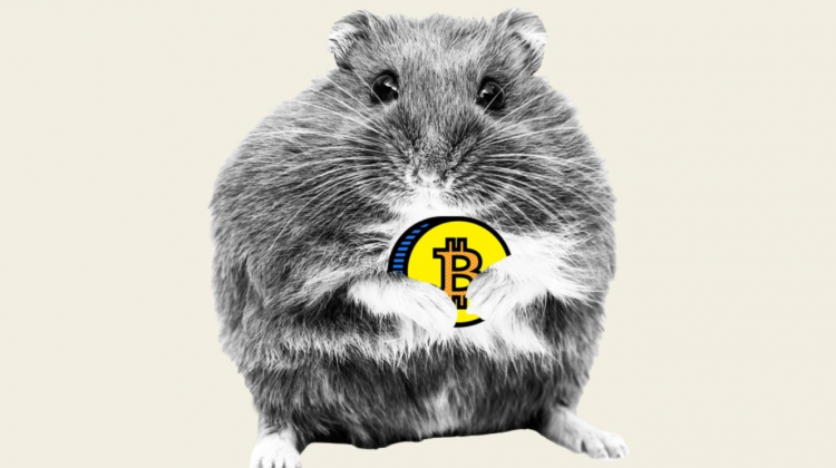 Rozătorul cu spirit de afaceri. Mr. Goxx, hamsterul care „bate” investitorii umani la tranzacționarea de criptomonede