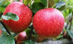 Mărul ”Royal Gala” ocupă 60% din cererea de piață, la nivel mondial. Ce spun experții internaționali