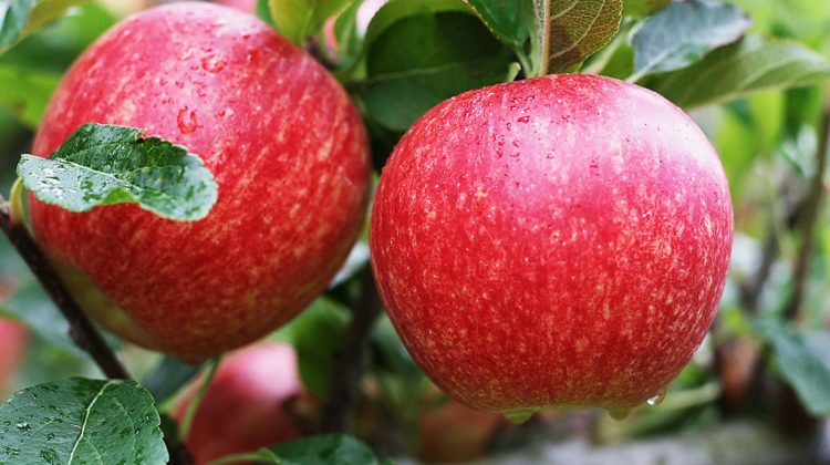 Mărul ”Royal Gala” ocupă 60% din cererea de piață, la nivel mondial. Ce spun experții internaționali