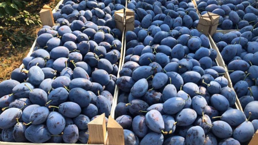 Mișcări seismice pe piața exporturilor! Republica Moldova a rupt gura târgului la livrările de prune