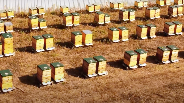 Peste 90% din mierea produsă în Moldova este vândută în țările UE. Apicultor: prețul la mierea angro este foarte mic
