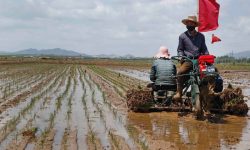 Nici un bob de orez nu trebuie să fie pierdut. Criza alimentară din Coreea de Nord e mai gravă decât se estima