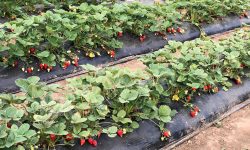 (DOC) MAIA a aprobat noi Recomandații agrotehnice privind înființare plantațiilor de pomi, arbuști fructiferi și căpșun