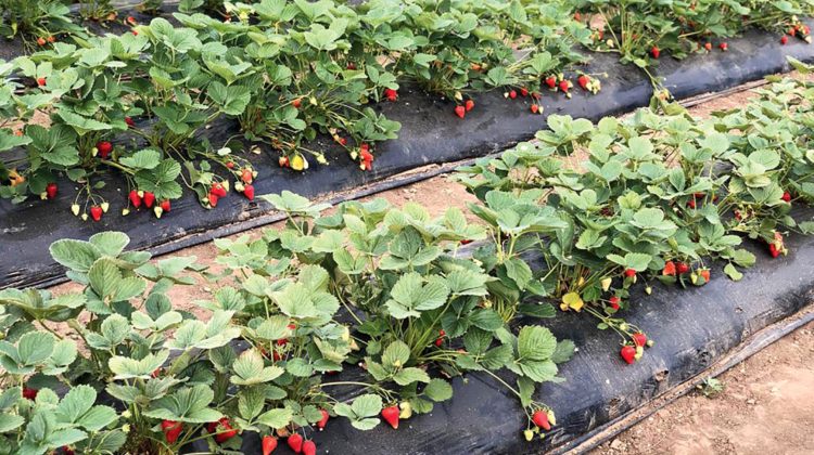 (DOC) MAIA a aprobat noi Recomandații agrotehnice privind înființare plantațiilor de pomi, arbuști fructiferi și căpșun