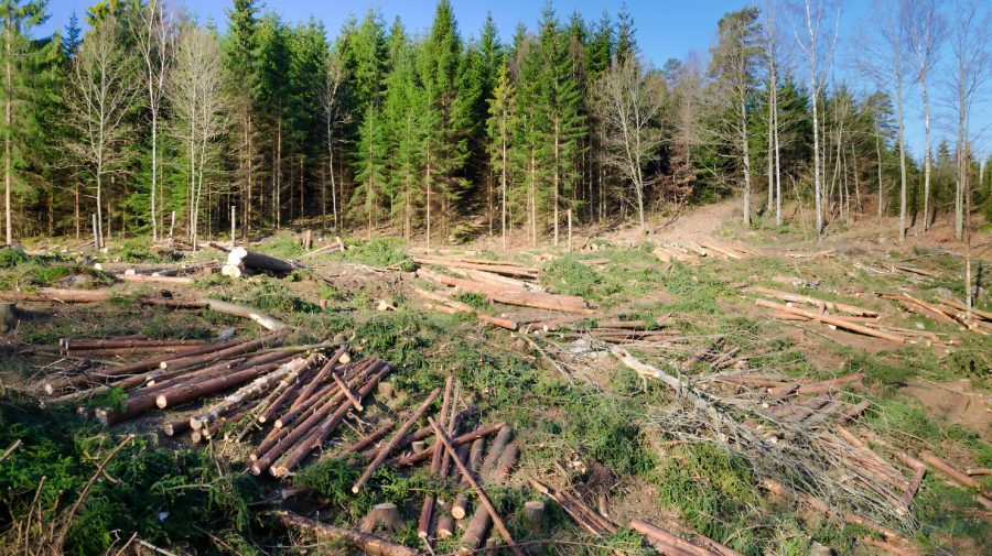 ÎNGRIJORĂTOR! Câtă pădure a pierdut lumea. Cifrele care arată ritmul alarmant al defrișărilor pe glob