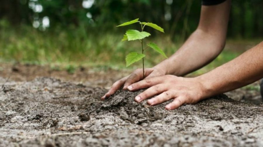 Încă nu ai planuri de weekend? Primăria Chișinău invită cetățenii la plantat copaci