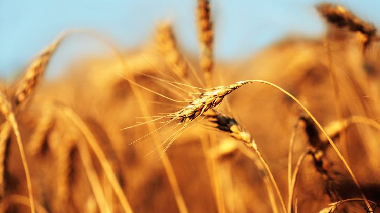 Prețul grâului și porumbului a sărit în aer urmare a atacului Rusiei asupra Ucrainei