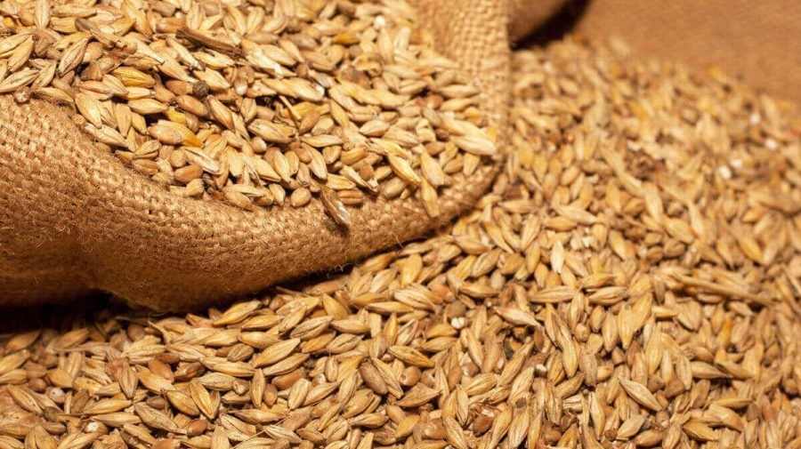 Foametea bate la ușă! Autoritățile vor să cumpere grâu pentru completarea rezervei de stat