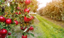 Fermierii jubilează: Câte tone de mere au exportat în 11 luni
