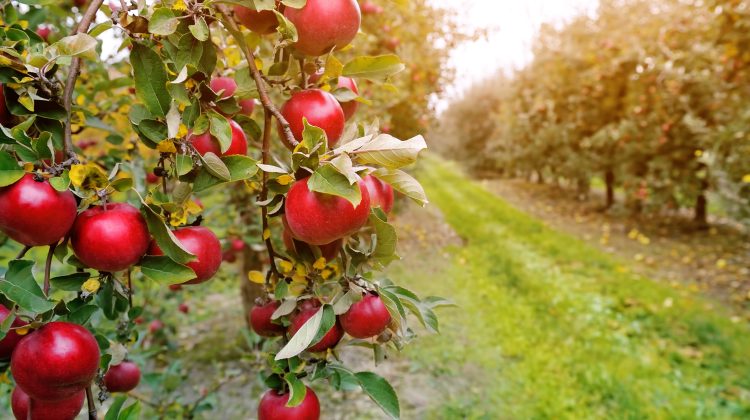 Fermierii jubilează: Câte tone de mere au exportat în 11 luni