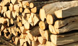 Hoții de lemn s-au servit din pădurile statului. Ministerul Mediul vrea să interzică temporar exportul